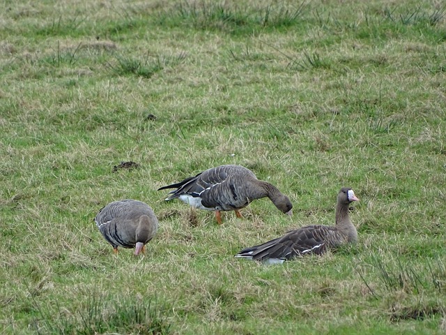 合并和项目 合并和项目
